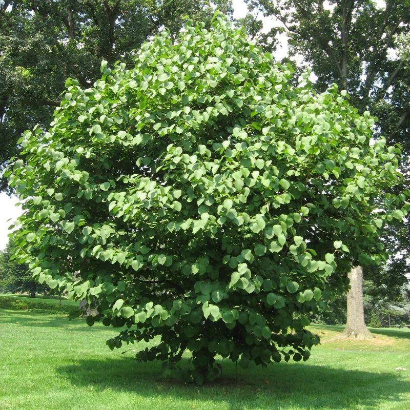 Styrax Obassia Chhe, Public domain, via Wikimedia Commons
