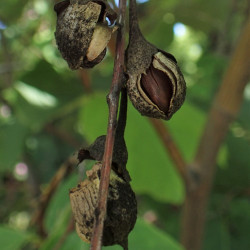 Styrax obassia Krzysztof Ziarnek, Kenraiz, CC BY-SA 4.0, via Wikimedia Commons