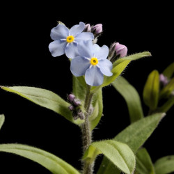 Myosotis_alpestris CC BY-SA 4.0 via wikimedia commons