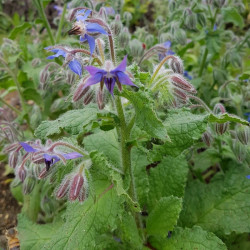 Borago officinalis Semences du Puy