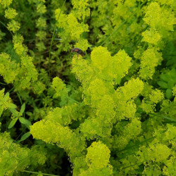 Galium verum - Semences du Puy