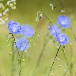 linum perenne par Pixabay