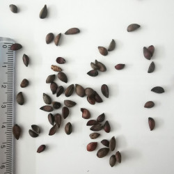 Graines de Sorbus torminalis - Semences du Puy