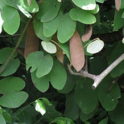 Bauhinia vahlii de Forestowlet, CC0, via Wikimedia Commons
