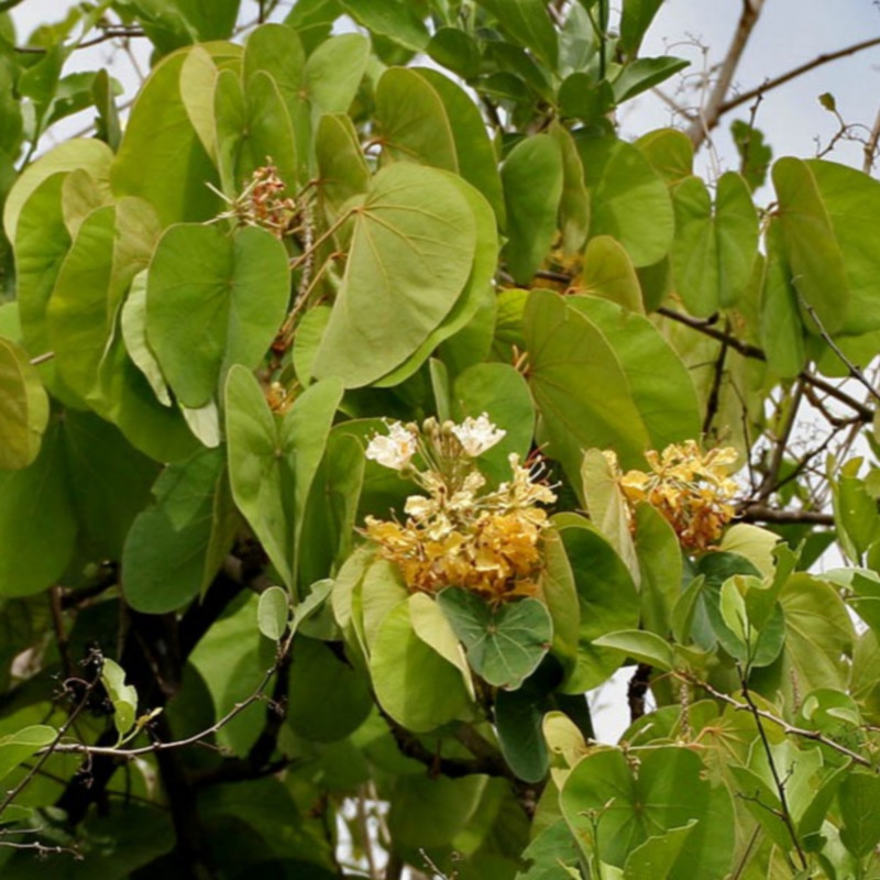 Bauhinia vahlii de J.M.Garg, CC BY 3.0 via Wikimedia Commons