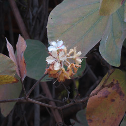 Bauhinia vahlii de Forestowlet, CC0, via Wikimedia Commons
