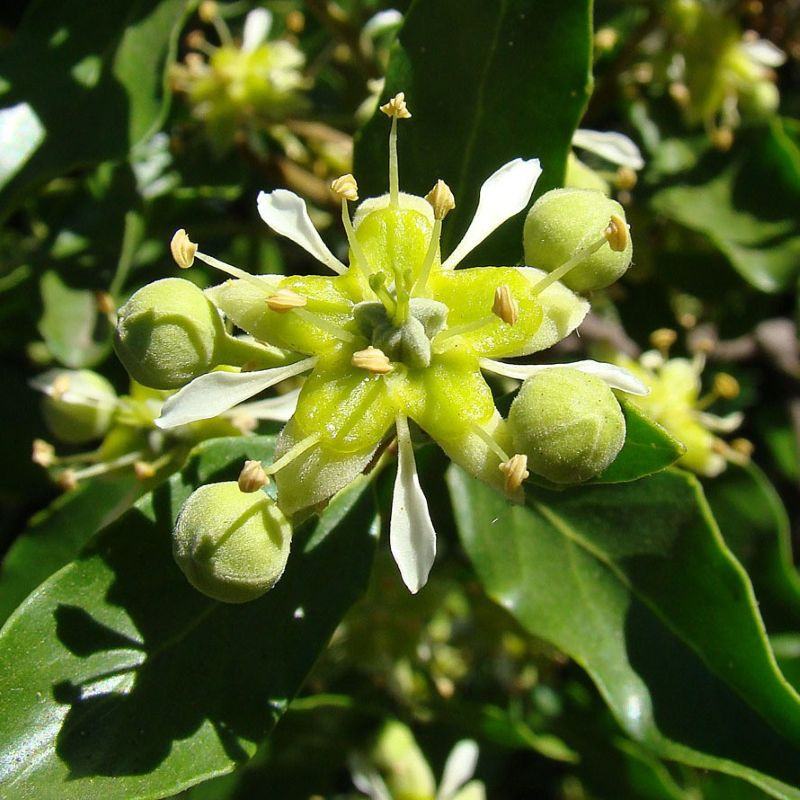 Quillaja saponaria de Dick Culbert from Gibsons, B.C., Canada, CC BY 2.0, via Wikimedia Commons