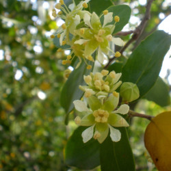 Quillaja saponaria de Consultaplantas, CC BY-SA 4.0, via Wikimedia Commons