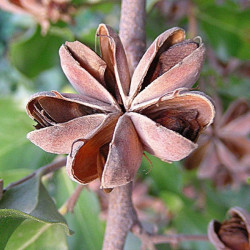 Quillaja saponaria de Dick Culbert from Gibsons, B.C., Canada, CC BY 2.0, via Wikimedia Commons 2