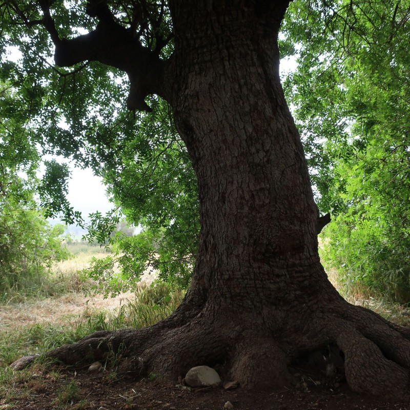 Pistacia atlantica de Davidbena, CC BY-SA 4.0, via Wikimedia Commons