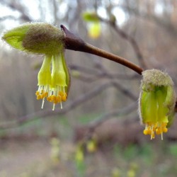 Dirca palustris de Fritzflohrreynolds, CC BY-SA 3.0 , via Wikimedia Commons