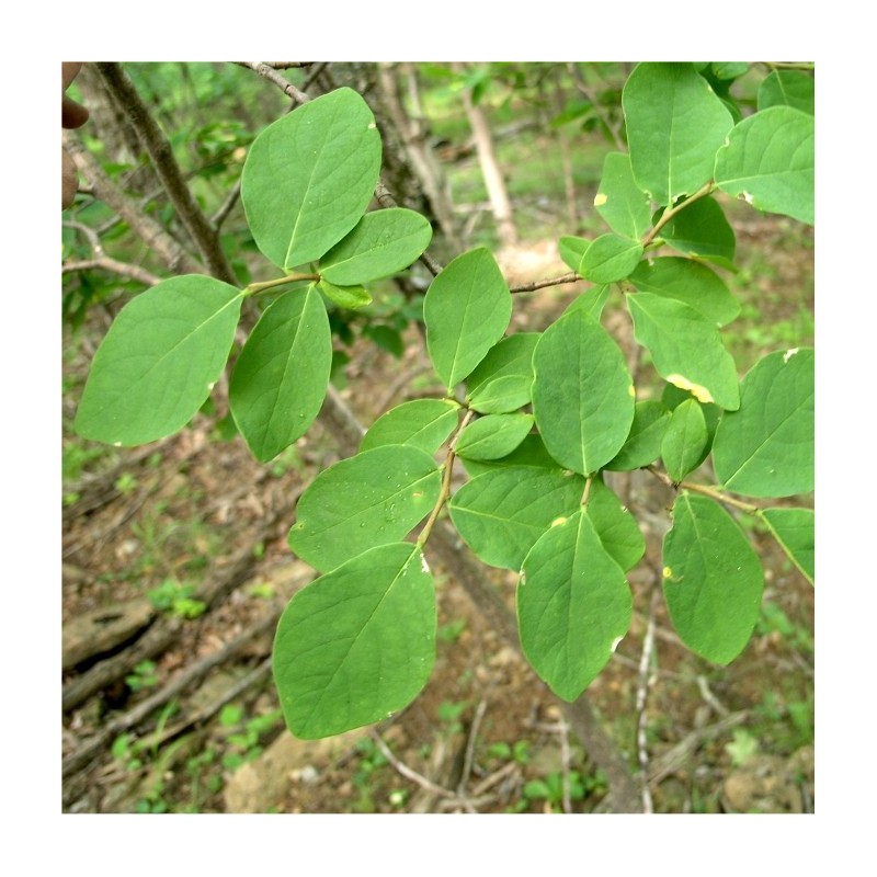 Dirca palustris de Richtid, CC BY-SA 3.0, via Wikimedia Commons