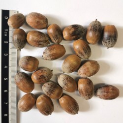 Graines / glands de Quercus stellata - Semences du Puy