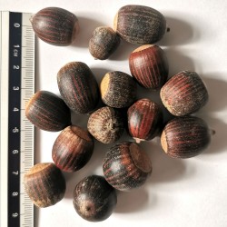 Graines / glands de Quercus nuttallii - Semences du Puy