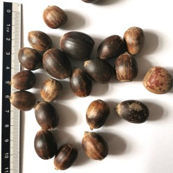 Graines / glands de Quercus muehlenbergii - Semences du Puy