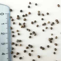 Graines de Myrica cerifera - Semences du Puy