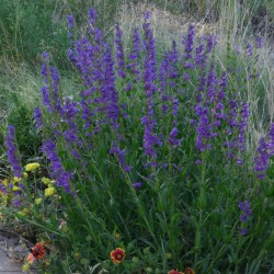 Penstemon_strictus_ JerryFriedman, CC BY-SA 3.0, via Wikimedia Commons