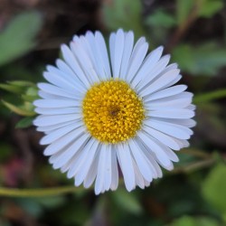 Erigeron_karvinskianus Siyaulhaque, CC BY-SA 4.0, via Wikimedia Commons