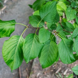 Syringa reticulata de Tournasol7, CC BY 4.0, via Wikimedia Commons