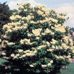 Syringa reticulata de Herman, D. E., et al. (1996). North Dakota tree handbook., Public domain, via Wikimedia Commons