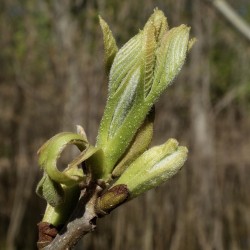 Carya aquatica William (Ned) Friedman, CC BY-SA 4.0, via Wikimedia Commons
