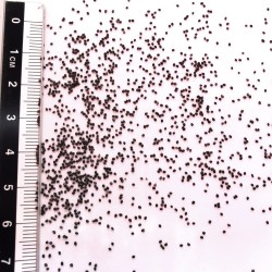 Graines de Chenopodium capitatum - Semences du Puy