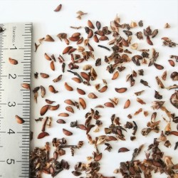 Graines de Sorbus aucuparia - Semences du Puy