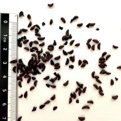 Graines de Berberis microphylla / buxifolia - Semences du Puy