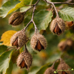 Nothofagus glauca Les Semences du Puy