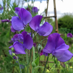 Lathyrus odoratus, Les Semences du Puy 2