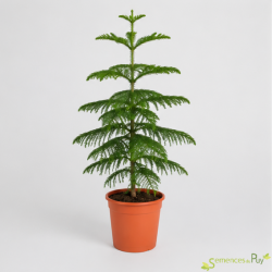 Araucaria heterophylla, Les Semences du Puy