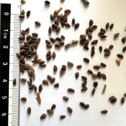 Graines de Picea meyeri - Semences du Puy