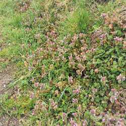 Lamium purpureum - Semences du Puy