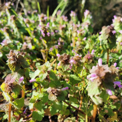 Lamium purpureum - Semences du Puy