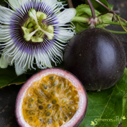 Passiflora Edulis Black South Africa, Les Semences du Puy 3