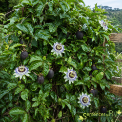 Passiflora Edulis Black South Africa, Les Semences du Puy