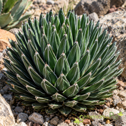 Agave victoriae-reginae 'Bustamente', Les Semences du Puy