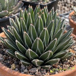 Agave victoriae-reginae 'Bustamente', Les Semences du Puy 2