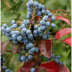 Berberis (Epines-Vinettes)